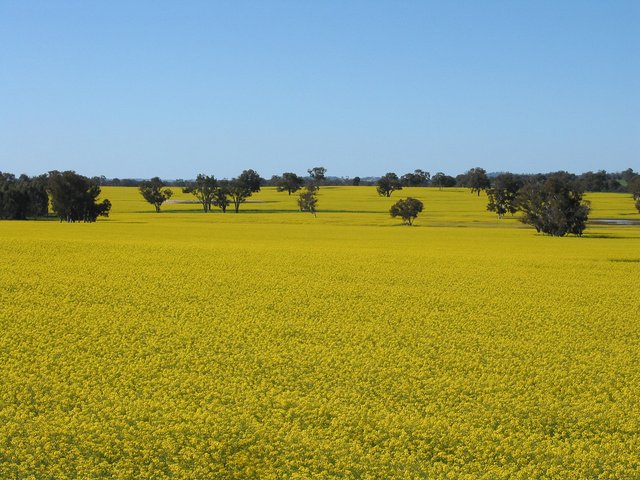 Ziro