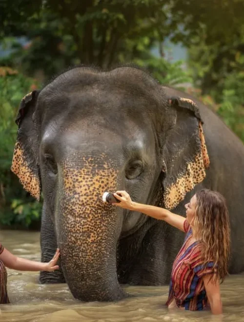 Kaziranga – Assam Tea – Majuli: A Luxury Safari  Experience in Northeast India