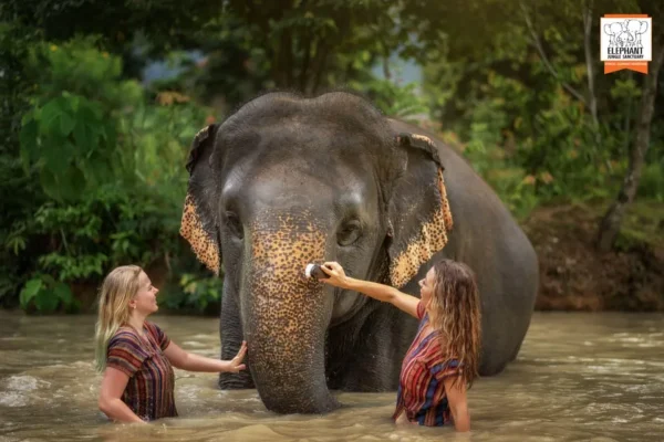 Kaziranga – Assam Tea – Majuli: A Luxury Safari  Experience in Northeast India