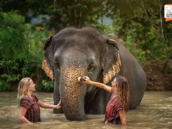 Kaziranga – Assam Tea – Majuli: A Luxury Safari  Experience in Northeast India