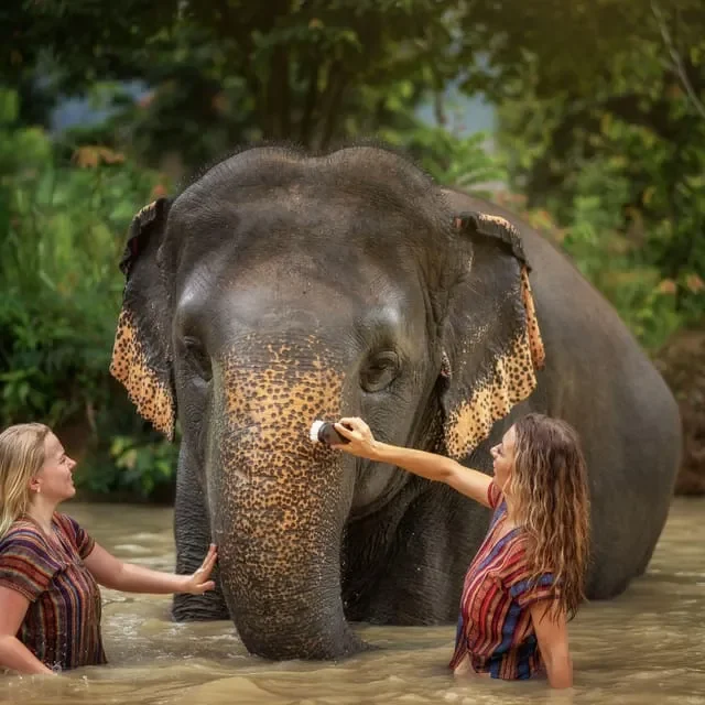 Kaziranga – Assam Tea – Majuli: A Luxury Safari  Experience in Northeast India